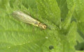 Familie Perlodidae (Klapálek, 1909)