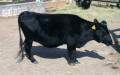 Bos primigenius taurus -  1. Fund