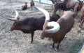 Bos primigenius taurus (Linnæus, 1758) (Watussirind)