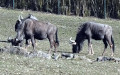Connochaetes taurinus -  2. Fund