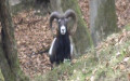 <a href='picture.php?/14429/category/5247'>Ovis orientalis musimon - 2. Fund</a> Ovis orientalis musimon - 2. Fund