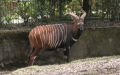 Tragelaphus eurycerus isaaci -  2. Fund