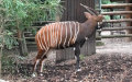 Tragelaphus eurycerus isaaci (Ogilby, 1837)