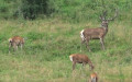 Cervus elaphus -  2. Fund