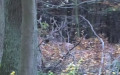 Cervus elaphus -  4. Fund (Männchen)