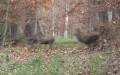 Cervus elaphus -  5. Fund