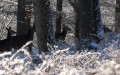 Cervus elaphus -  7. Fund