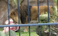 Panthera leo leo (Linnæus, 1758)