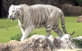 Panthera tigris -  1. Fund (Weißer Tiger)