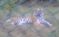 Panthera tigris -  2. Fund