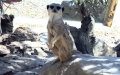 Suricata suricatta -  3. Fund