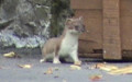 Mustela erminea -  1. Fund