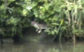 Mustela erminea -  2. Fund
