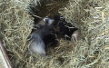 Mustela putorius furo -  1. Fund