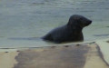 Halichoerus grypus -  1. Fund