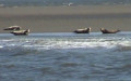Phoca vitulina -  5. Fund