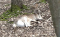 Familie Macropodidae (Gray, 1821)
