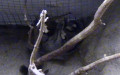 Petaurus breviceps -  1. Fund