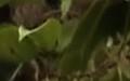 Choloepus didactylus -  1. Fund