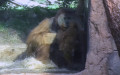 Gattung Pongo (Elliot, 1912)