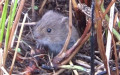 Microtus arvalis -  2. Fund (Juvenil)