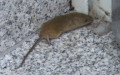 Myodes glareolus -  2. Fund