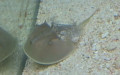 Familie Limulidae (Leach, 1819)