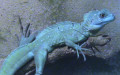 Familie Corytophanidae (Smith & Brodie, 1982)