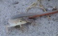 Acanthodactylus schreiberi -  1. Fund