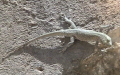 Gattung Dalmatolacerta (Arnold, Arribas & Carranza, 2007)