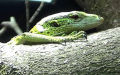 Klasse Reptilia (Laurenti, 1768)