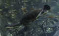 Chelodina longicollis -  1. Fund