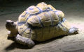 Stigmochelys pardalis babcocki -  1. Fund
