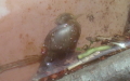 Stagnicola cf. corvus -  1. Fund