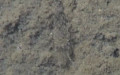 Crangon crangon -  5. Fund