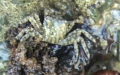 Pachygrapsus marmoratus -  3. Fund