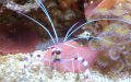 Stenopus hispidus -  1. Fund