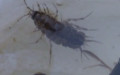 Asellus aquaticus -  1. Fund
