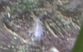 Asellus aquaticus -  2. Fund