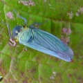 cicadella_viridis_1c.jpg